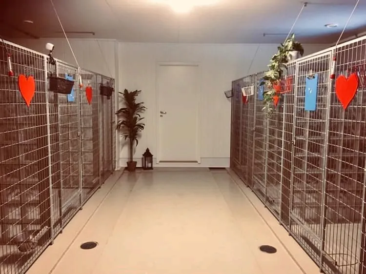 Hundebur i kennel