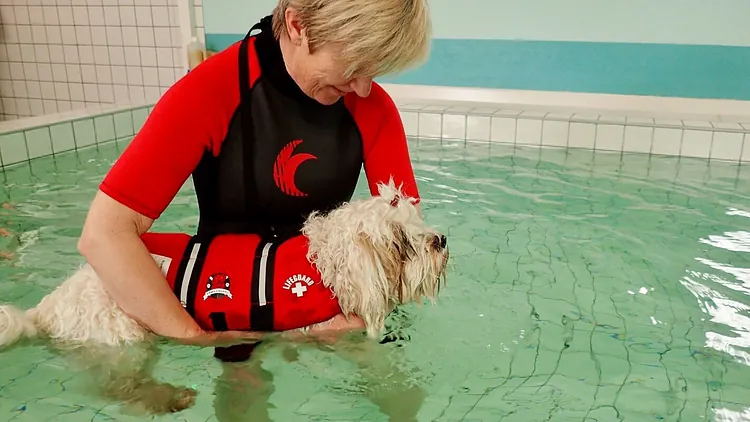 Hundesvømming med instruktør